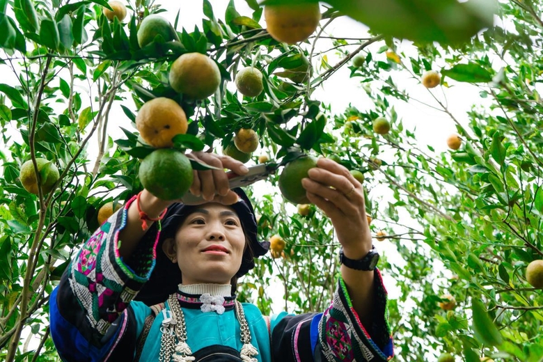 Người dân Lào Cai thu hơn 100 tỷ đồng từ cây quýt