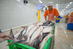 Ngành cá tra đặt mục tiêu xuất khẩu lớn cho năm 2024