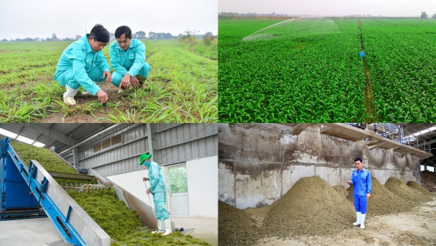 Vinamilk applies a circular economy in dairy farming on farms, developing green and sustainable agriculture. (Photo: Vi Nam)