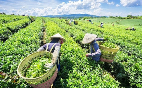 Vietnam's 2023 Tea Exports: Lowest Output in 7 Years