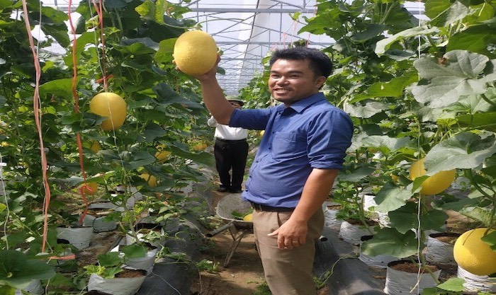 Mô hình trồng dưa lưới trong nhà màng, ứng dụng công nghệ tưới nhỏ giọt của anh Hoàng Văn Trang, trú tại xóm 6, xã Nghi Phong (huyện Nghi Lộc) đã mở ra hướng đi mới trong sản xuất nông nghiệp công nghệ cao ở địa phương.