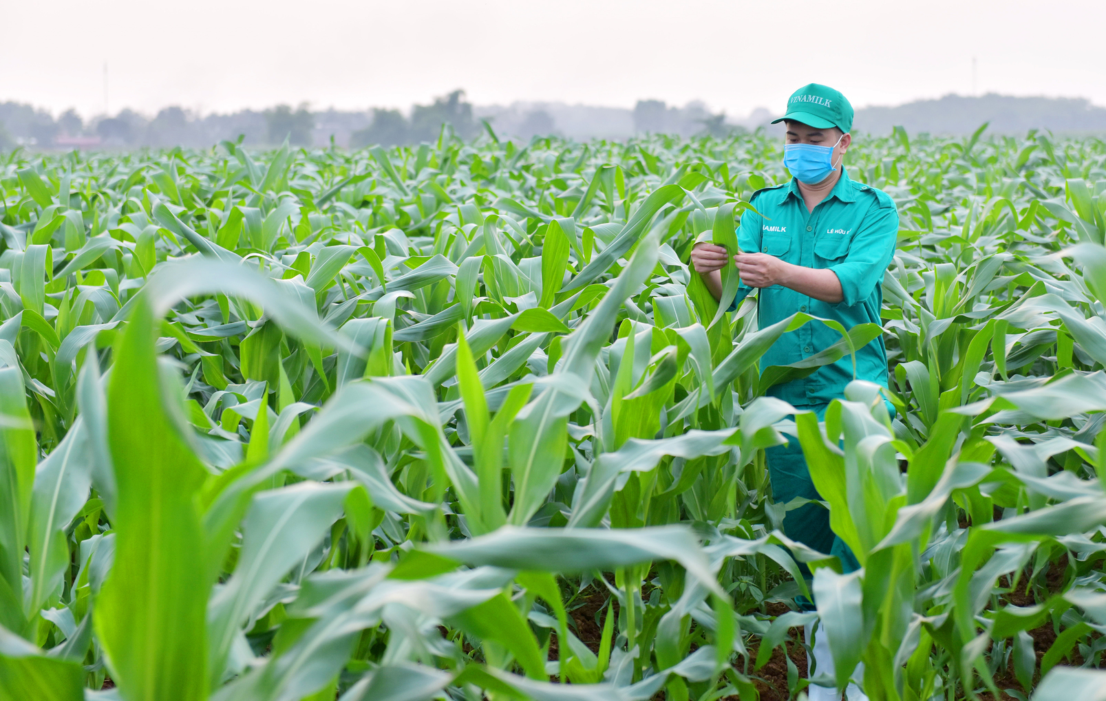 Vinamilk's green and sustainable farm