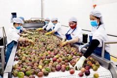 Trung Quốc đang xem xét mở cửa thị trường cho trái bơ, chanh leo Việt Nam