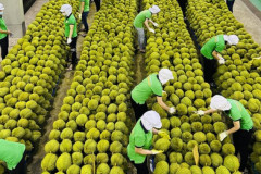 Xuất khẩu nông sản - Điểm sáng của ngành nông nghiệp Việt Nam