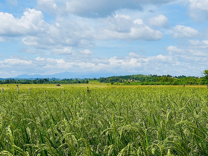 Cánh đồng lúa tại An Giang áp dụng quy trình sản xuất hữu cơ