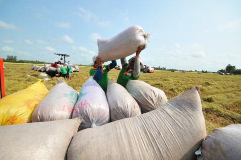 Vietnamese Businesses Win Contracts to Export over 301,000 Tonnes of Rice to Indonesia