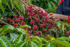 Đắk Nông: Phát triển bền vững và chiếm lĩnh thị trường cà phê đặc sản Việt Nam