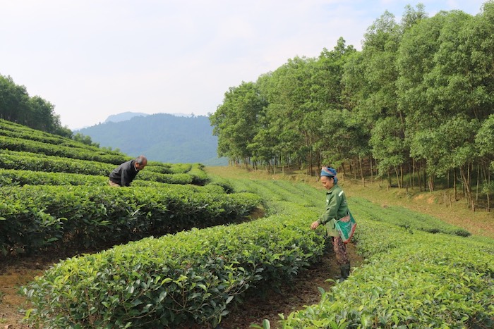 Nhũng đồi chè xanh mơn man của người dân xã Ngọc Lâm mang lại hiệu quả kinh tế cao