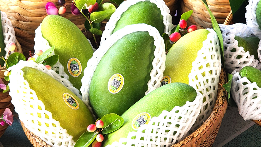 Displaying mangoes for export