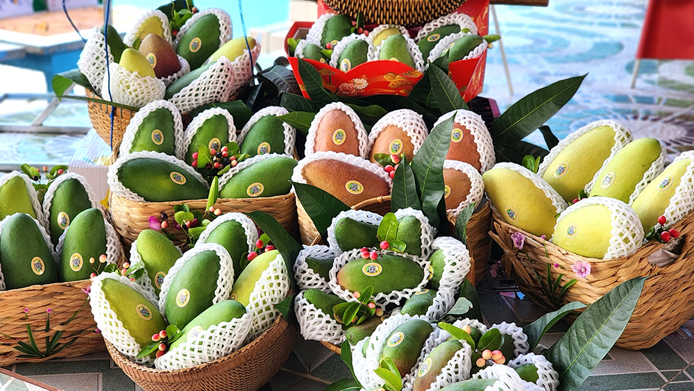 Displaying mangoes for export