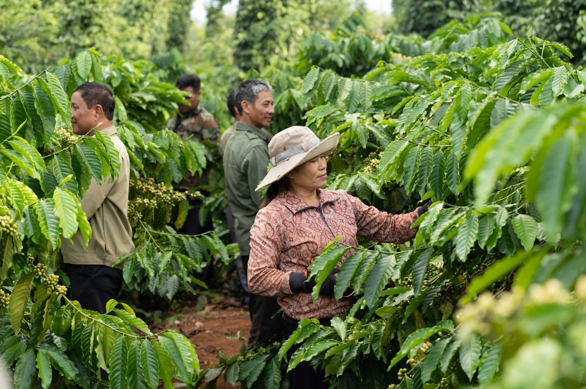The NESCAFÉ Plan project implemented by Nestlé Vietnam helps farmers farm sustainably