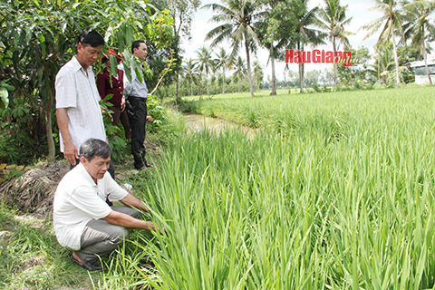 Thông qua các câu lạc bộ “Nông dân sản xuất, kinh doanh giỏi” đã giúp người dân trên địa bàn tỉnh sản xuất lúa ngày một hiệu quả hơn theo Đề án một triệu héc-ta vùng lúa chất lượng cao.