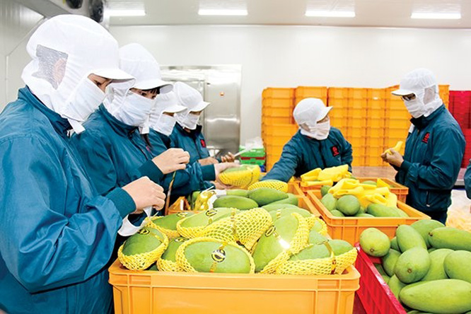 Nhiều lưu ý cho doanh nghiệp xuất khẩu rau quả sang Hàn Quốc