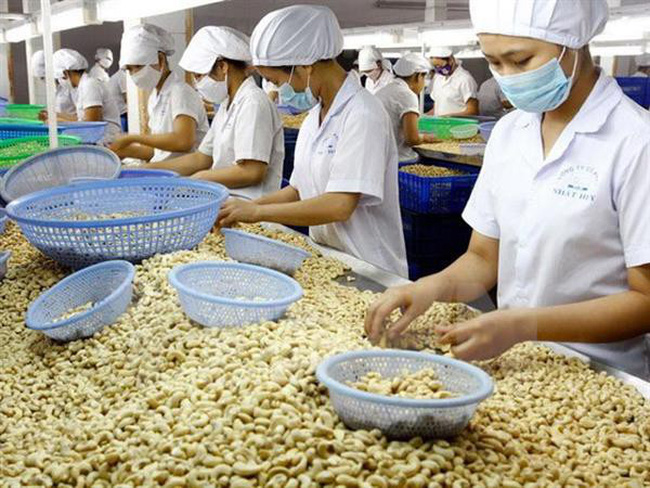 Nhiều dự báo tích cực cho xuất khẩu hạt điều Việt Nam