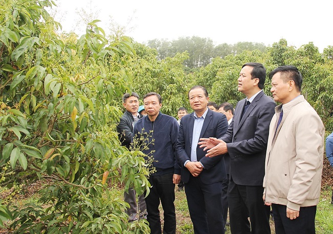 Đồng chí Lê Ô Pích, Phó Chủ tịch UBND tỉnh Bắc Giang thăm, kiểm tra vùng trồng vải thiều xuất khẩu của nông dân xã Quý Sơn, huyện Lục Ngạn