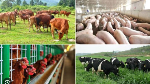 Greening the Livestock Value Chain: How Businesses Can Enhance Performance