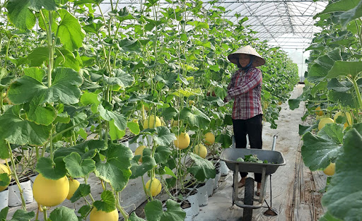 Ngành nông sản Việt đang có những định hướng phát triển dựa trên công nghệ trong vấn đề quản lý, canh tác và khâu về truy xuất nguồn gốc