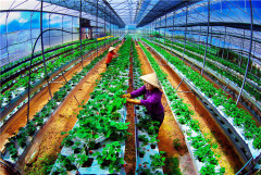 Ứng dụng công nghệ cao vào sản xuất nông nghiệp: Hướng đi mang lại hiệu quả cao cho người dân