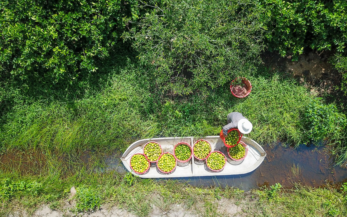 People harvesting limes (photo: provided by Ben Luc)