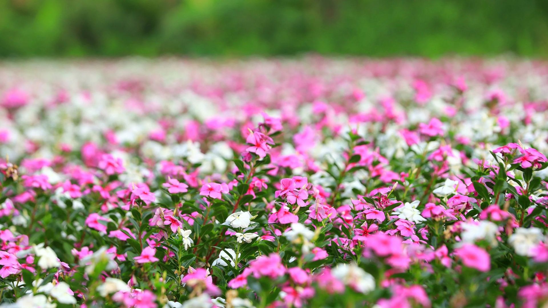 Vườn hoa dừa cạn được trồng làm thuốc nam, nhưng nhiều người đã đến check in vì vẻ đẹp ngất ngây của nó. Màu tím hồng đặc trưng của hoa đã níu chân biết bao du khách.