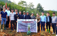 Yên Bái: Hỗ trợ hội viên nông dân xây dựng mô hình trồng rừng gỗ lớn