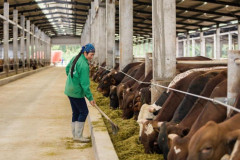 Doanh nghiệp chăn nuôi gặp khó trong bối cảnh heo, bò, gà và sản phẩm chế biến được nhập khẩu ồ ạt