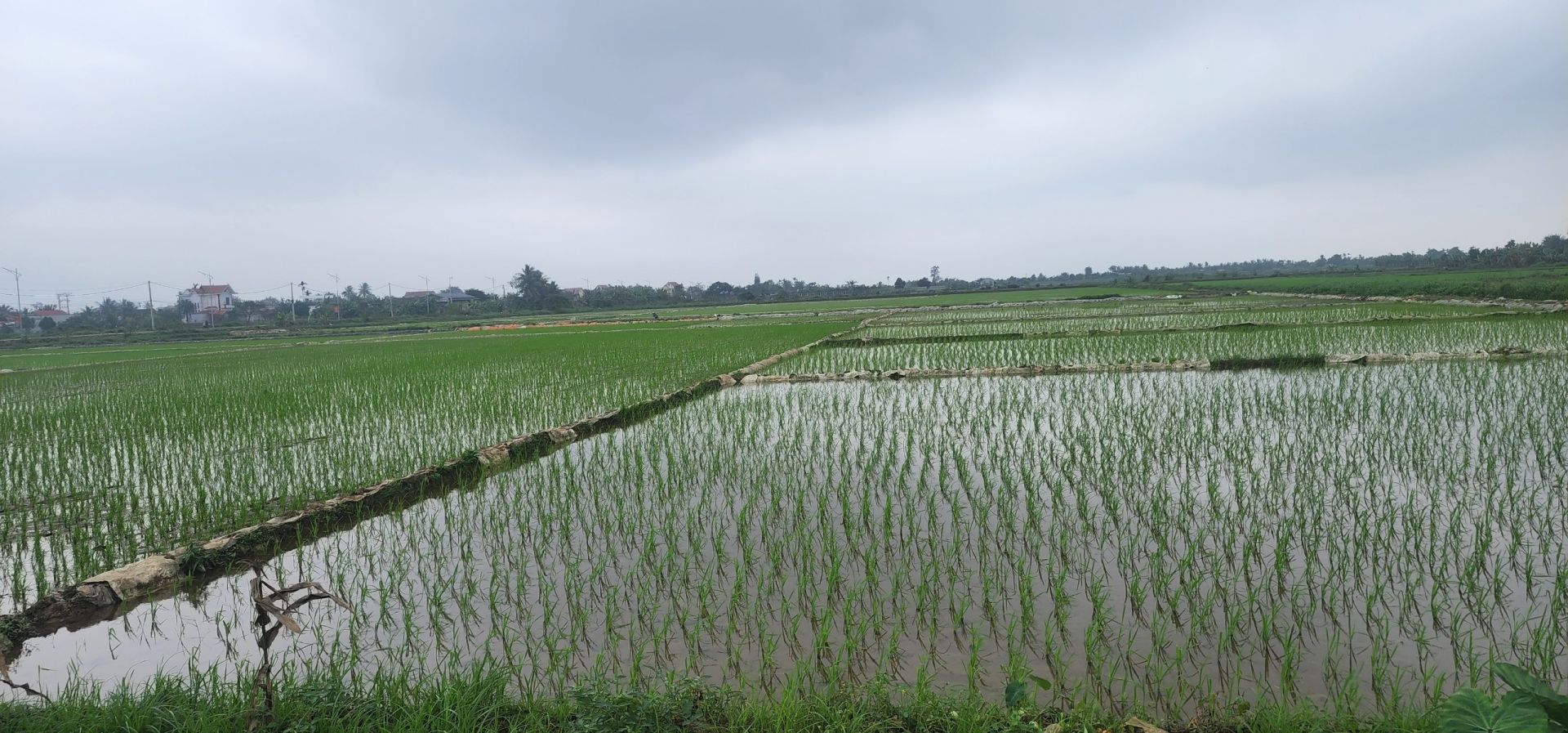 Nhiều ha lúa xanh tốt trở lại trên nền ruộng bỏ hoang nhiều năm tại xã Minh Tân Kiến Thụy Hải Phòng