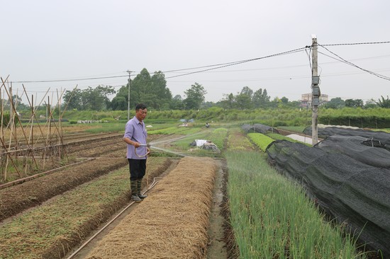HTX nông nghiệp Trường Thịnh trồng chuyên canh các loại rau, củ, quả lâu đời nhất tại thị xã Phú Thọ