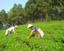 Thị xã Phú Thọ: Kinh tế nông nghiệp chuyển dịch theo hướng sản xuất hàng hóa tập trung