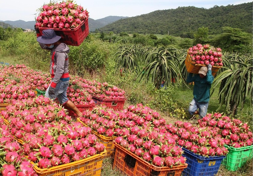 Binh Thuan is promoting dragon fruit production according to VietGAP and GlobalGAP standards, from cultivation to packaging and preservation, to improve quality and expand the domestic and international consumer market