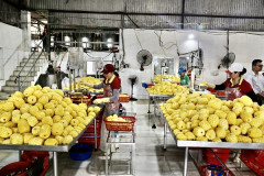 Thanh Hoá: Thành lập mới 19 doanh nghiệp trong lĩnh vực nông nghiệp