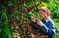 Giá cà phê biến động vượt mức 100.000 đồng/kg