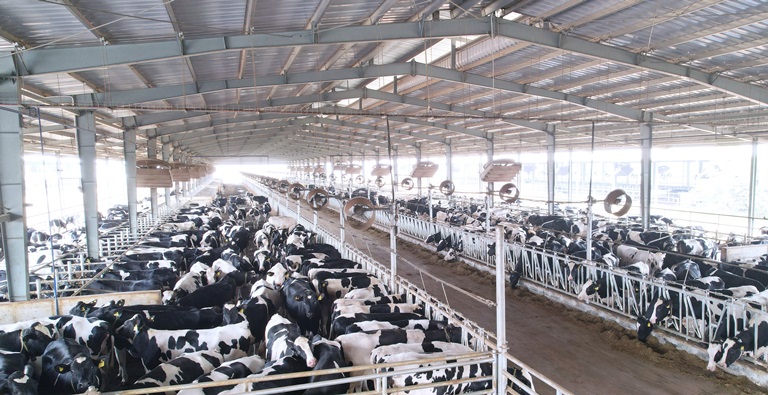 Trang trại bò sữa TH tại Yên Mỹ - Nông Cống – Thanh Hóa