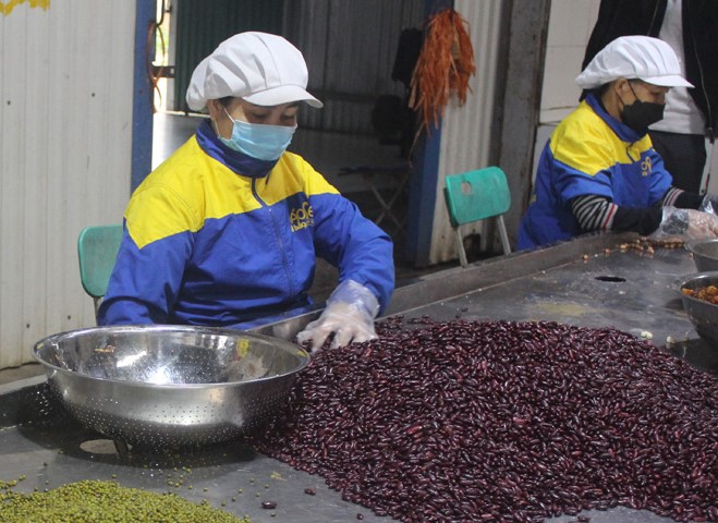 Công nhân Công ty cổ phần Tập đoàn Minh Trung Việt Nam tại Hòa Bình phân loại, sơ chế nguyên liệu trước khi sản xuất.