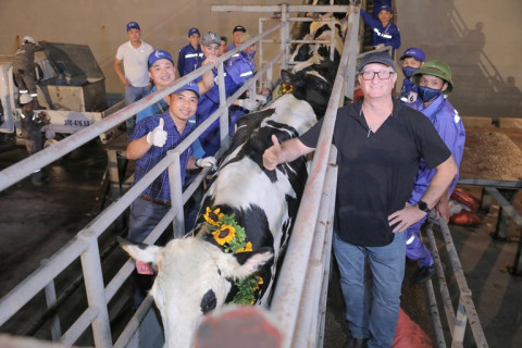 Over 2,000 purebred high-yielding dairy cows from the US imported to TH farm in Thanh Hoa