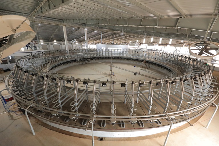 The milking system at TH Thanh Hoa farm is the most modern in Vietnam, capable of milking 80 cows at the same time
