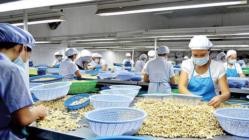 Hạt điều của Việt Nam là một trong những mặt hàng chủ lực xuất khẩu vào thị trường Halal