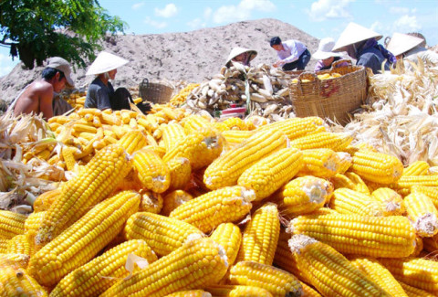 List of the largest corn suppliers to Vietnam