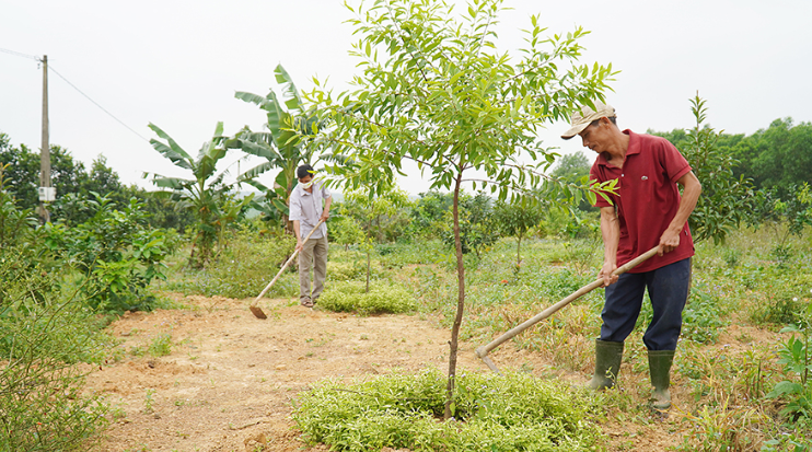 Nông dân thôn An Mỹ, xã Cam Tuyền, huyện Cam Lộ chăm sóc cây đàn hương