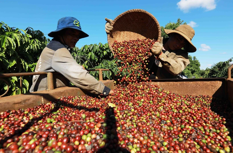 Biến động giá cà phê, tỷ giá hối đoái, và lạm phát đang đặt ra những thách thức tài chính cho người trồng cà phê