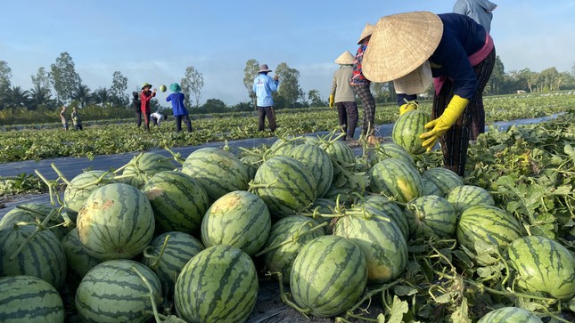 Doanh nghiệp cần biết chính sách kiểm soát nhập khẩu của Trung Quốc với dưa hấu Việt