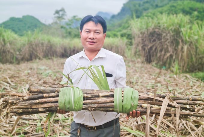 Ông Lô Văn Vinh - người nông dân trồng mía và làm giàu từ cây mía điển hình của huyện Quỳ Hợp