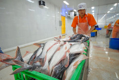 Dự báo giá cá tra xuất khẩu sẽ tăng từ quý III/2024