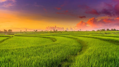 Tiềm năng tín chỉ carbon từ trồng lúa ở Việt Nam