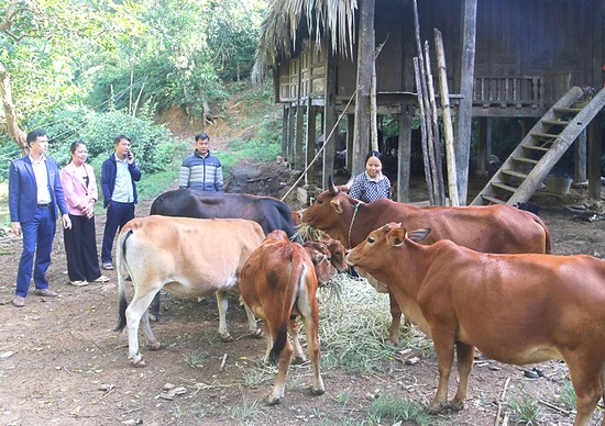 Mô hình chăn nuôi bò ở xã Tân Sơn, huyện Tân Sơn mang lại hiệu quả thiết thực, giúp các hộ đồng bào dân tộc thiểu số thoát nghèo