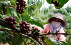 Sản xuất hạt cà phê của Việt Nam bị ảnh hưởng bởi hạn hán, giá cà phê toàn cầu có thể tăng cao
