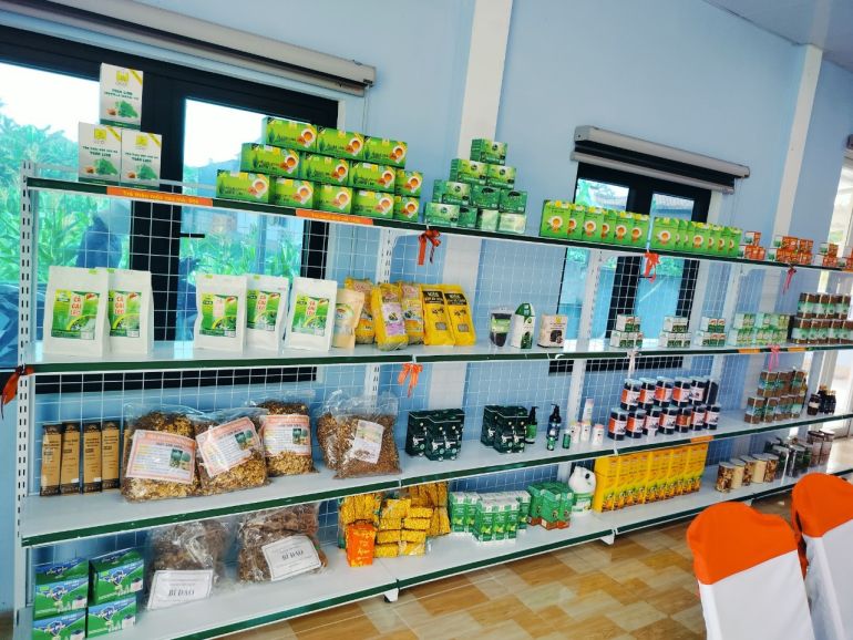 Huyện Lệ Thủy (Quảng Bình) đẩy mạnh trồng cây lấy bột mang lại hiệu quả kinh tế cao