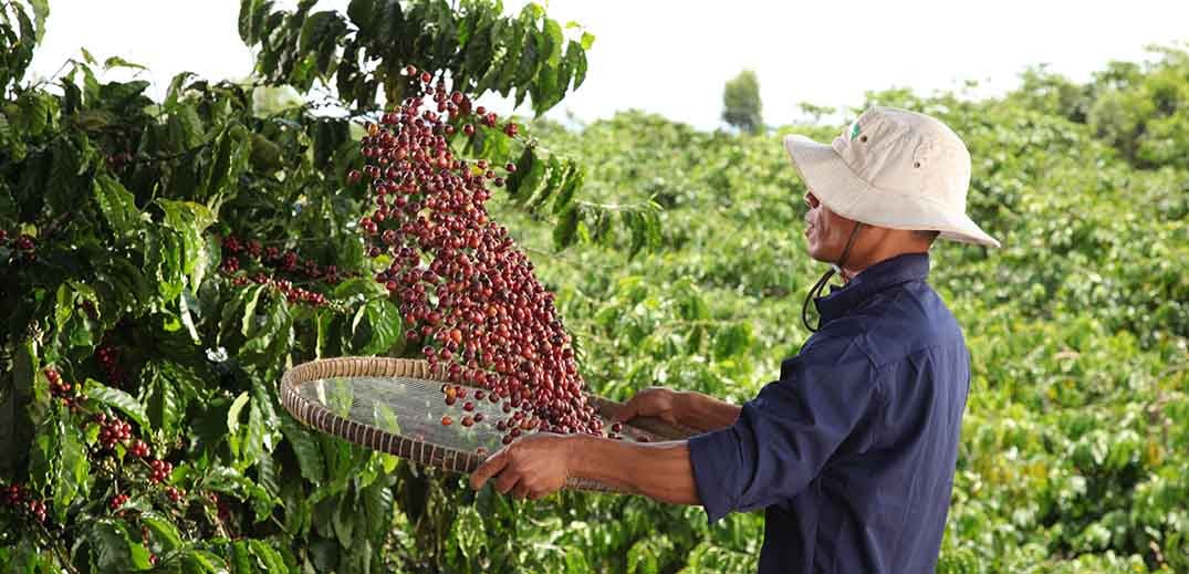 Chương trình toàn cầu NESCAFÉ Plan được Tập đoàn Nestlé triển khai từ năm 2010 tại các quốc gia thuộc các khu vực trồng cà phê trọng điểm trên thế giới nhằm mục tiêu mang lại những giá trị bền vững