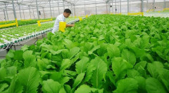Sản xuất hữu cơ giúp nông nghiệp Việt Nam khẳng định vị thế