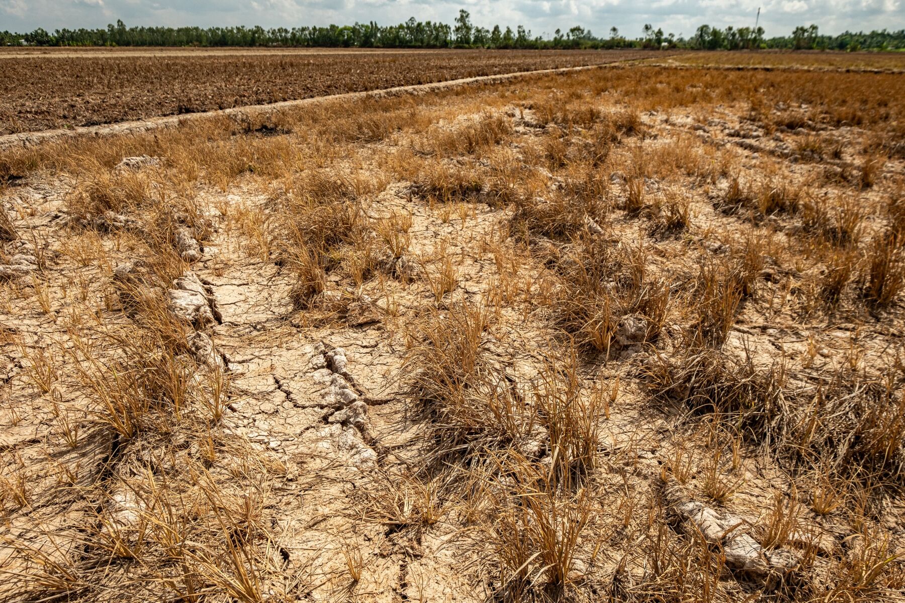 Cánh đồng lúa khô cằn ở huyện Long Phú, Việt Nam
